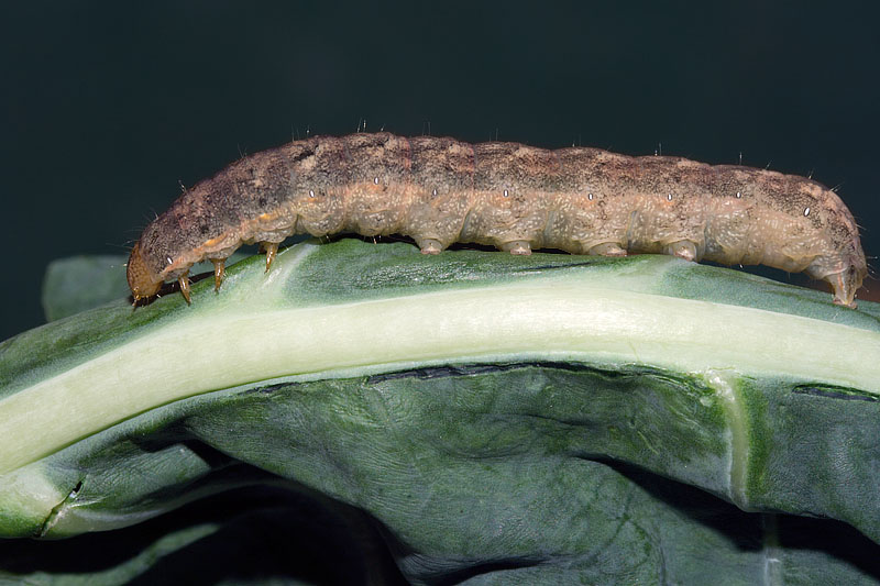 Mamestra brassicae